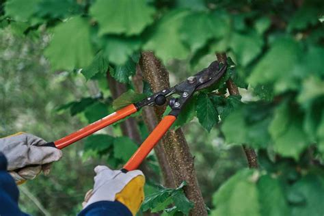 The 11 Best Loppers for Pruning - Minneopa Orchards