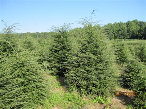 Tsuga canadensis - The Site Gardener