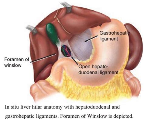 Image result for omental foramen | Liver anatomy, Anatomy, Beauty