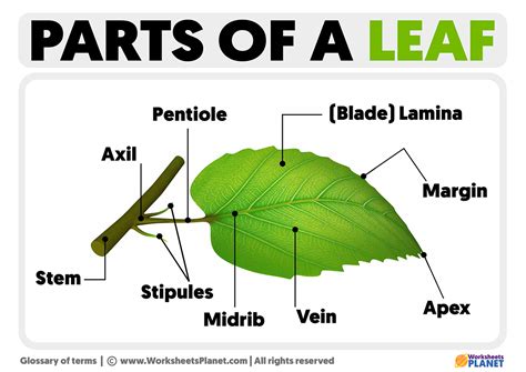 Parts of a Leaf