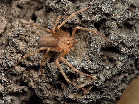 Foto de Mediterranean recluse spider, violin spider (Loxosceles rufescens), Brown recluse spider ...