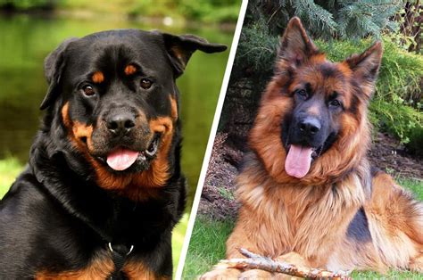 Are German Shepherds More Aggressive Than Rottweilers