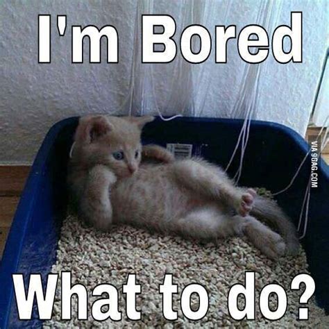 I'm bored Funny Cat Captions, Funny Cat Memes, Funny Animal Pictures ...