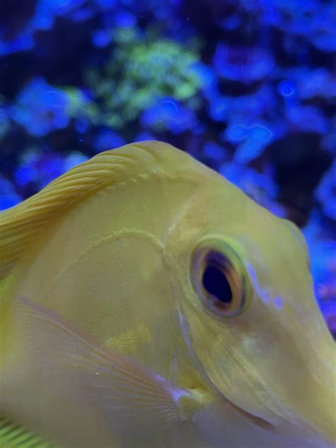 Trying to get a cute picture of a Blenny : r/ReefTank