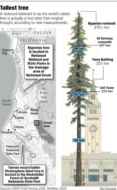 triposophy.com blog: “Hyperion” Beats out World’s Tallest Tree