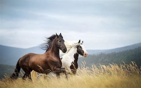 Horses 4k Wallpapers - Top Free Horses 4k Backgrounds - WallpaperAccess