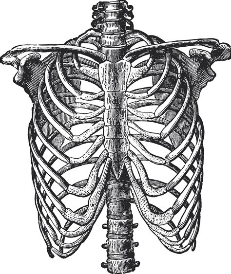 Ribcage Anatomy Drawing - Drawing.rjuuc.edu.np