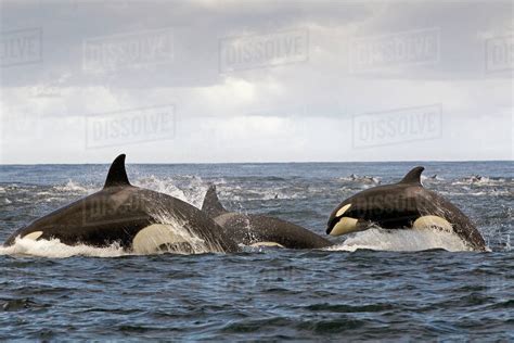 Orca (Orcinus orca) pod hunting Common dolphin at surface, False Bay ...