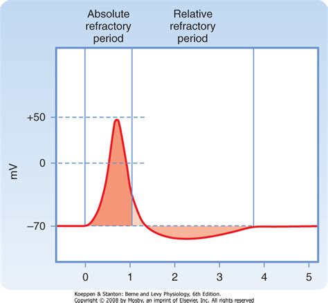 Absolute Refractory Period Vs Relative