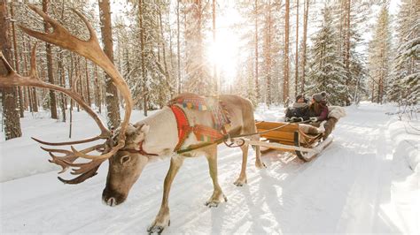 Reindeer Farm Visit & Sled Ride – Sunny Safari