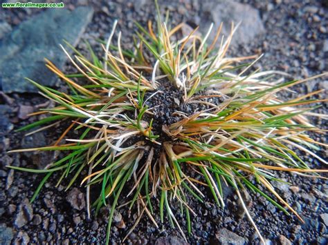 Deschampsia antarctica, picture 3 of 3