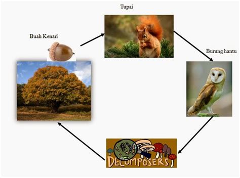 sama-sama belajar : Ekosistem Hutan Gugur