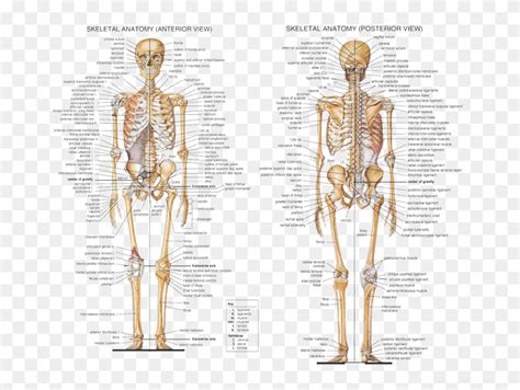 Anatomy Axial Skeleton - Human Skeleton 206 Bones Labeled, HD Png ...