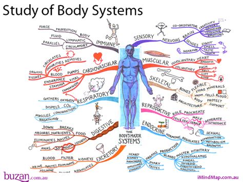 Mind-Mapping: or How to Use Your Brain More Effectively | Body systems ...