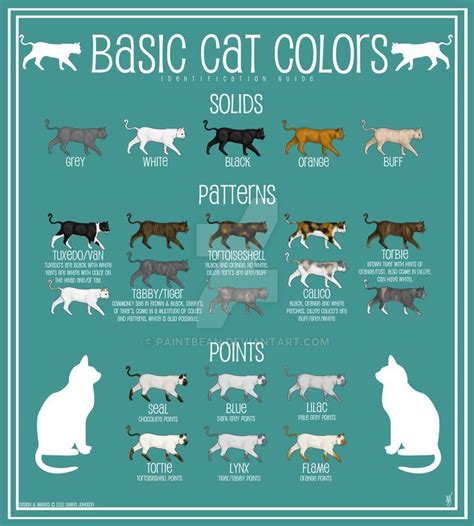 Image result for cat colors | Cat colors, Ragdoll cat colors, Cat breeds chart