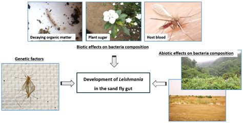 Parasitologia | Free Full-Text | Sand Flies and Their Microbiota