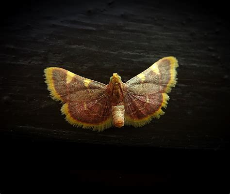 GOLD TRIANGLE MOTH. | Gatekeeper | Blipfoto