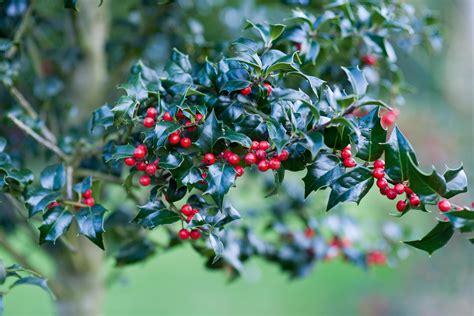 Ilex: holly bushes to grow for berries and evergreen leaves - Gardens ...