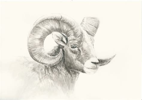 Mountain goat by Emily-ek on DeviantArt