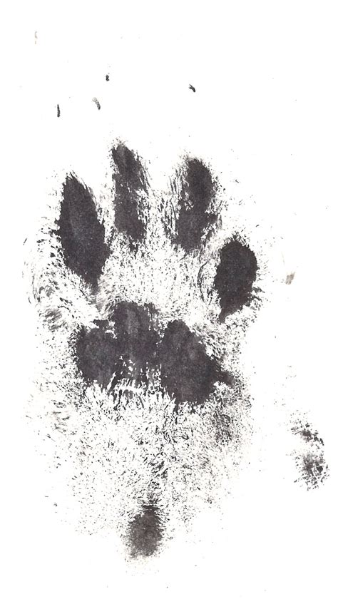 Ink Paw Print | Edenhills Pet Cremation | A lifetime of unconditional love