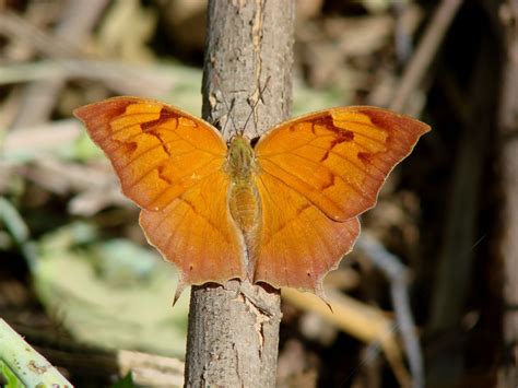 Angled Leafwing | Moth, Butterfly, Insects