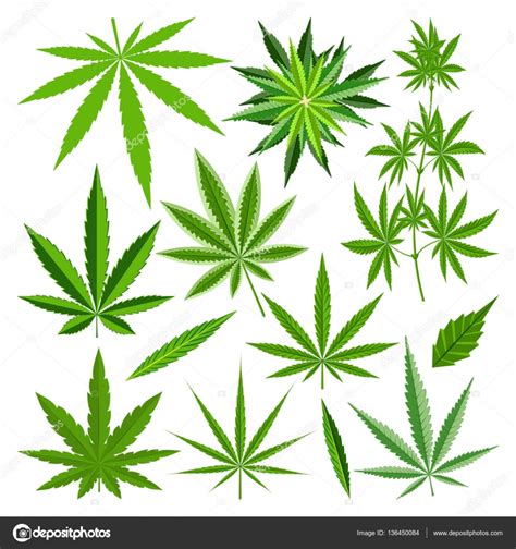 Marijuana leaf vector set — Stock Vector © VectorShow #136450084