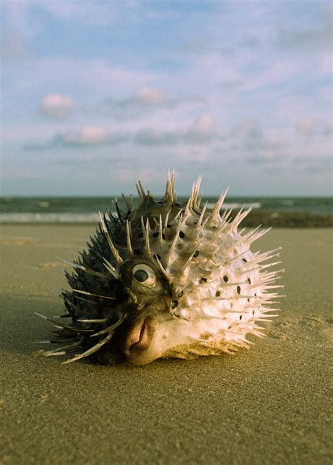 Puffer Balloonfish Ocean - Free photo on Pixabay - Pixabay