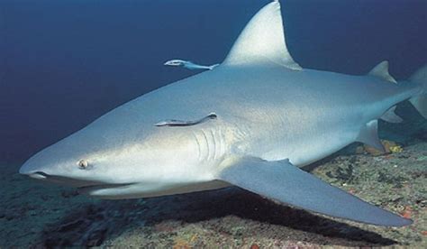 Ganges Shark Information and Picture | Sea Animals