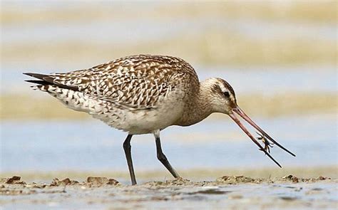 Bar tailed godwit - Alchetron, The Free Social Encyclopedia