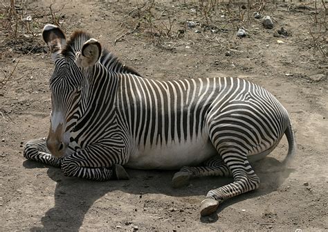 Fitxer:Grevy's Zebra.jpg - Viquipèdia, l'enciclopèdia lliure