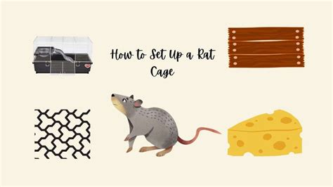 How To Set Up A Rat Cage? – ratwhisperer