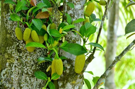 The Kambatik Park, Bintulu.: 70 years old Cempedak tree fruiting