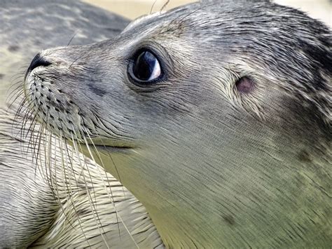 Robbe, Seal, Howler, Aquatic Animal, Animal, Water Side Portrait, Portrait Photo, Free Pictures ...