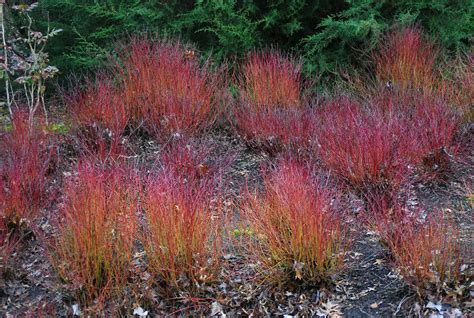 Cornus sericea 'Kelseyi' | Landscape Plants | Oregon State University