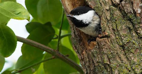 Black-capped Chickadee Nesting (Complete Guide) | Birdfact