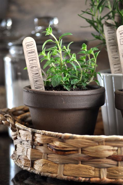 Indoor Herb Garden - Little Glass Jar