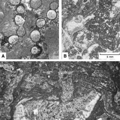 (PDF) Ecology and evolution of Cambrian reefs