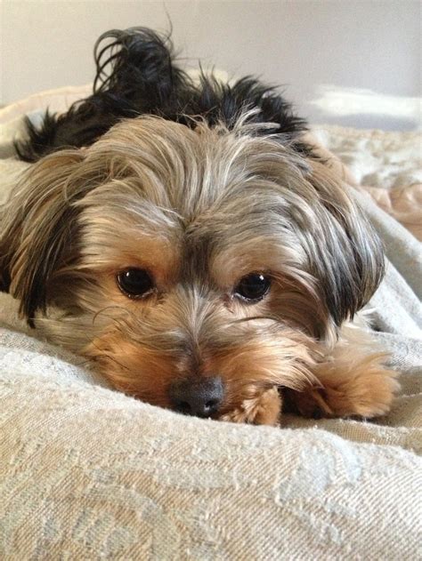 10 Best images about Morkie cuts/grooming on Pinterest | Yorkie, Princesses and Too cute