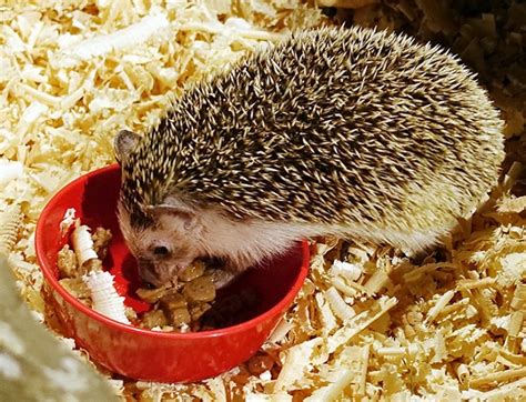 Hedgehog food - What can hedgehogs eat and drink?