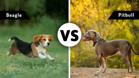 Beagle vs. Pitbull: Breed Comparison