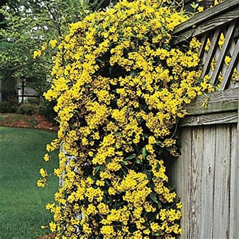 Carolina Jasmine Qty 60 Live Plants Vine Beautiful Fragrant