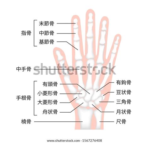 Hand Bone Vector Illustration Human Anatomy Stock Vector (Royalty Free) 1567276408