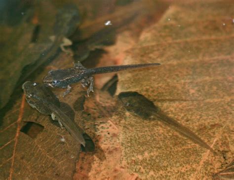 IMG_2243 Wood frog tadpoles _different stages of development | Flickr - Photo Sharing!