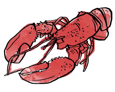 Lobster clipart maine lobster, Lobster maine lobster Transparent FREE for download on ...