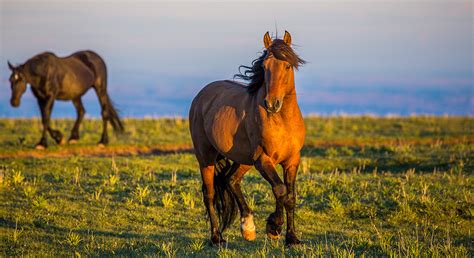 Origin of domestic horses finally established | Mirage News