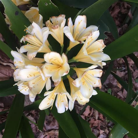 Clivia miniata yellow