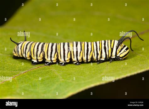 Monarch Butterfly (Danaus Plexippus) caterpillar (larva) 5th instar on a Milkweed plant leaf ...