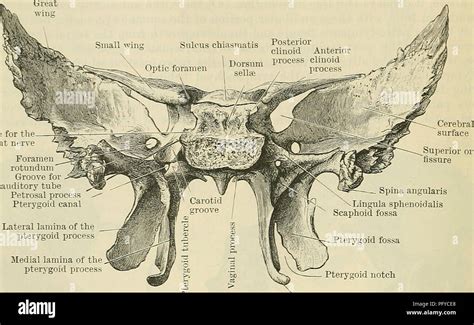 Pterygoid process hi-res stock photography and images - Alamy