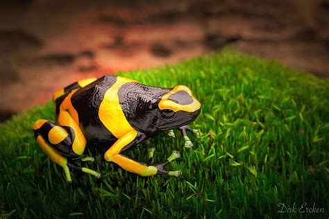 Yellow Banded Poison Dart Frog by Dirk Ercken | Poison dart frogs, Poison dart