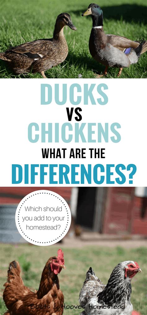 Ducks VS Chickens - What are the differences? - Boots & Hooves Homestead